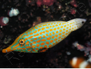 WYSIWYG Oxymonacanthus longirostris