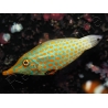 WYSIWYG Oxymonacanthus longirostris