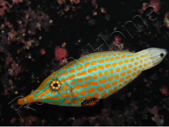 WYSIWYG Oxymonacanthus longirostris