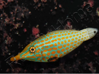 WYSIWYG Oxymonacanthus longirostris