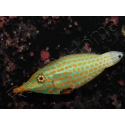 WYSIWYG Oxymonacanthus longirostris