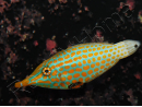 WYSIWYG Oxymonacanthus longirostris