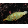 WYSIWYG Oxymonacanthus longirostris