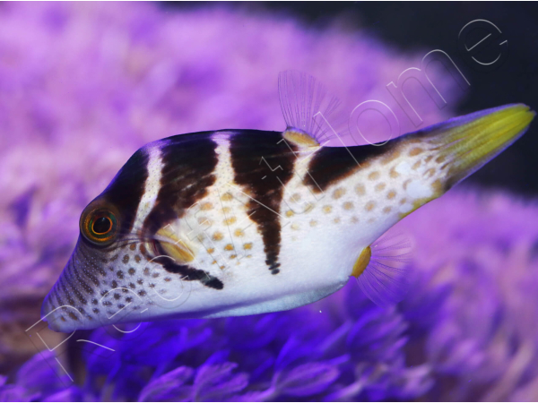 WYSIWYG Canthigaster valentini 5-7 cm