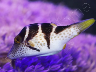 WYSIWYG Canthigaster valentini 5-7 cm