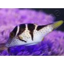 WYSIWYG Canthigaster valentini 5-7 cm