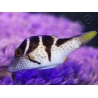 WYSIWYG Canthigaster valentini 5-7 cm