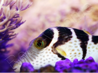 WYSIWYG Canthigaster valentini 5-7 cm