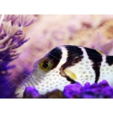 WYSIWYG Canthigaster valentini 5-7 cm