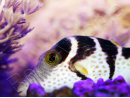 WYSIWYG Canthigaster valentini 5-7 cm