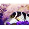 WYSIWYG Canthigaster valentini 5-7 cm