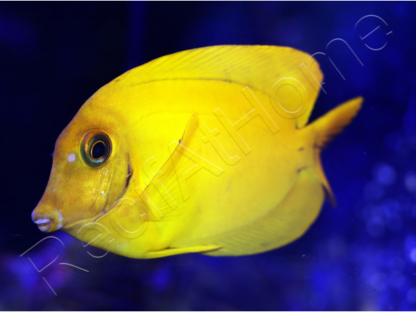 WYSIWYG Acanthurus pyroferus (Mimic heraldi) 7-9 cm