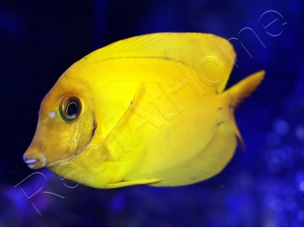 WYSIWYG Acanthurus pyroferus (Mimic heraldi) 7-9 cm