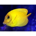 WYSIWYG Acanthurus pyroferus (Mimic heraldi) 7-9 cm