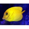 WYSIWYG Acanthurus pyroferus (Mimic heraldi) 7-9 cm