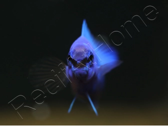 Pseudochromis fridmani  Bleu Ultra Elevage France ACDP 3-4 cm