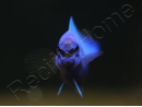 Pseudochromis fridmani  Bleu Ultra Elevage France ACDP 3-4 cm
