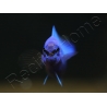 Pseudochromis fridmani  Bleu Ultra Elevage France ACDP 3-4 cm