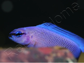 Pseudochromis fridmani  Bleu Ultra Elevage France ACDP 3-4 cm