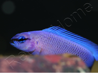 Pseudochromis fridmani  Bleu Ultra Elevage France ACDP 3-4 cm