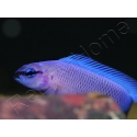 Pseudochromis fridmani  Bleu Ultra Elevage France ACDP 3-4 cm