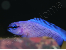 Pseudochromis fridmani  Bleu Ultra Elevage France ACDP 3-4 cm