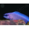 Pseudochromis fridmani  Bleu Ultra Elevage France ACDP 3-4 cm