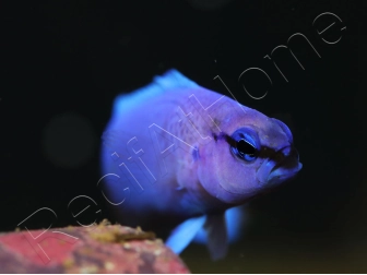 Pseudochromis fridmani  Bleu Ultra Elevage France ACDP 3-4 cm