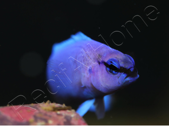 Pseudochromis fridmani  Bleu Ultra Elevage France ACDP 3-4 cm