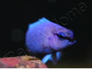 Pseudochromis fridmani  Bleu Ultra Elevage France ACDP 3-4 cm