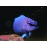 Pseudochromis fridmani  Bleu Ultra Elevage France ACDP 3-4 cm