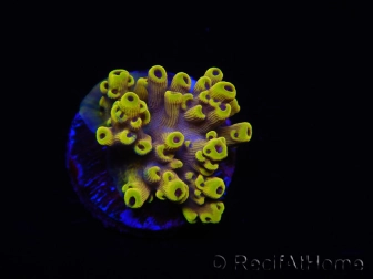 WYSIWYG RAH Acropora Pink Floyd 5O4
