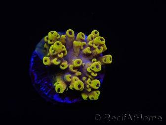 WYSIWYG RAH Acropora Pink Floyd 5O4