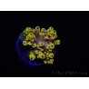WYSIWYG RAH Acropora Pink Floyd 5O4