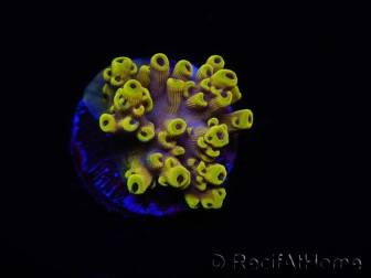 WYSIWYG RAH Acropora Pink Floyd 5O4