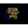 WYSIWYG RAH Acropora Pink Floyd 5O4