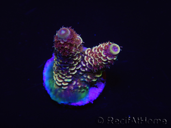 WYSIWYG RAH Acropora spathulata Red Devil 5Q3