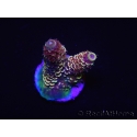 WYSIWYG RAH Acropora spathulata Red Devil 5Q3