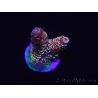 WYSIWYG RAH Acropora spathulata Red Devil 5Q3