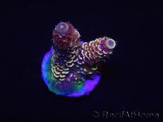 WYSIWYG RAH Acropora spathulata Red Devil 5Q3