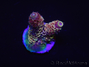 WYSIWYG RAH Acropora spathulata Red Devil 5Q3