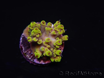 WYSIWYG RAH Acropora Pink Floyd 5O4