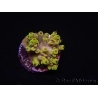 WYSIWYG RAH Acropora Pink Floyd 5O4