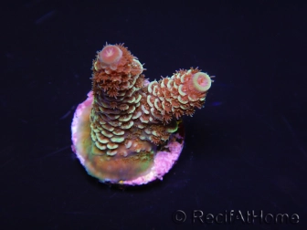 WYSIWYG RAH Acropora spathulata Red Devil 5Q3