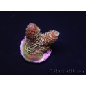 WYSIWYG RAH Acropora spathulata Red Devil 5Q3