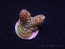 WYSIWYG RAH Acropora spathulata Red Devil 5Q3