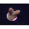 WYSIWYG RAH Acropora spathulata Red Devil 5Q3