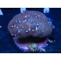 WYSIWYG Porites with Christmas Tree Worms 3 (9 cm)