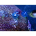 WYSIWYG Porites with Christmas Tree Worms 3 (9 cm)