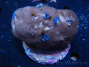 WYSIWYG Porites with Christmas Tree Worms 4 (9 cm)